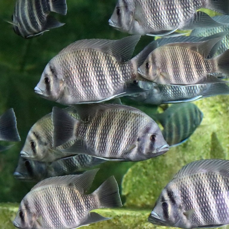 Zebra Tilapia
