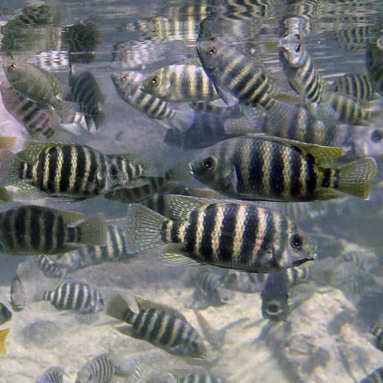 Zebra Tilapia