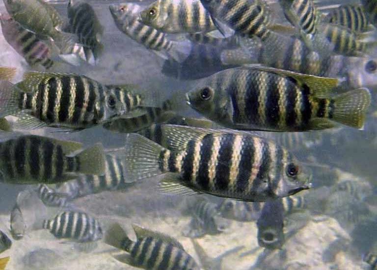Zebra Tilapia