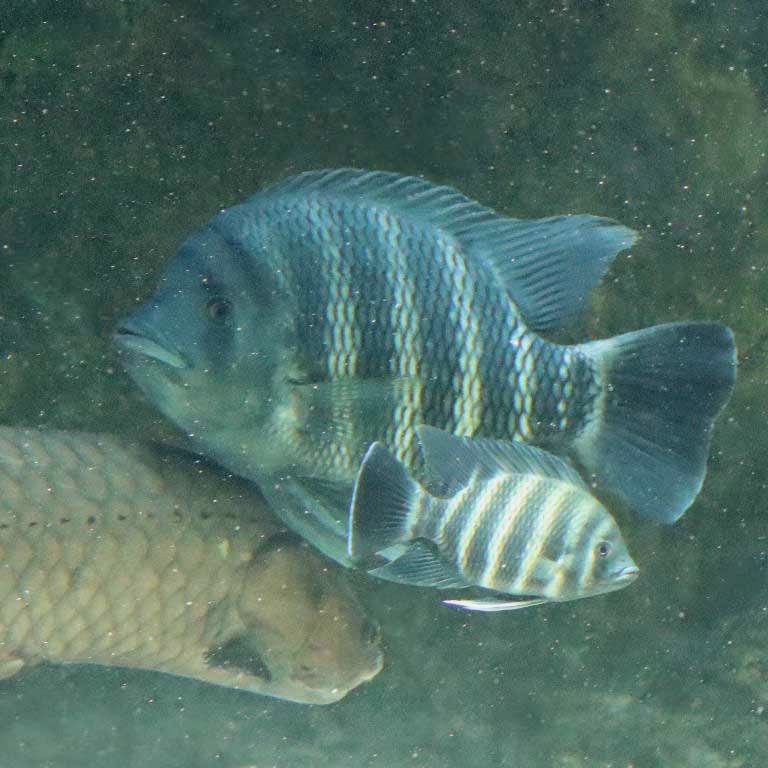 Zebra Tilapia