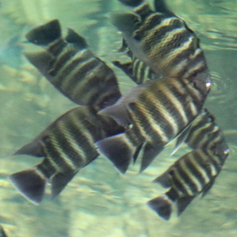 Zebra Tilapia