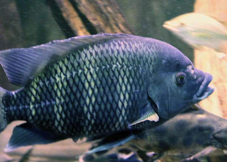 Zebra Tilapia