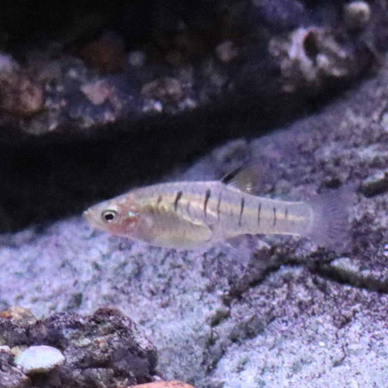 Barred Topminnow