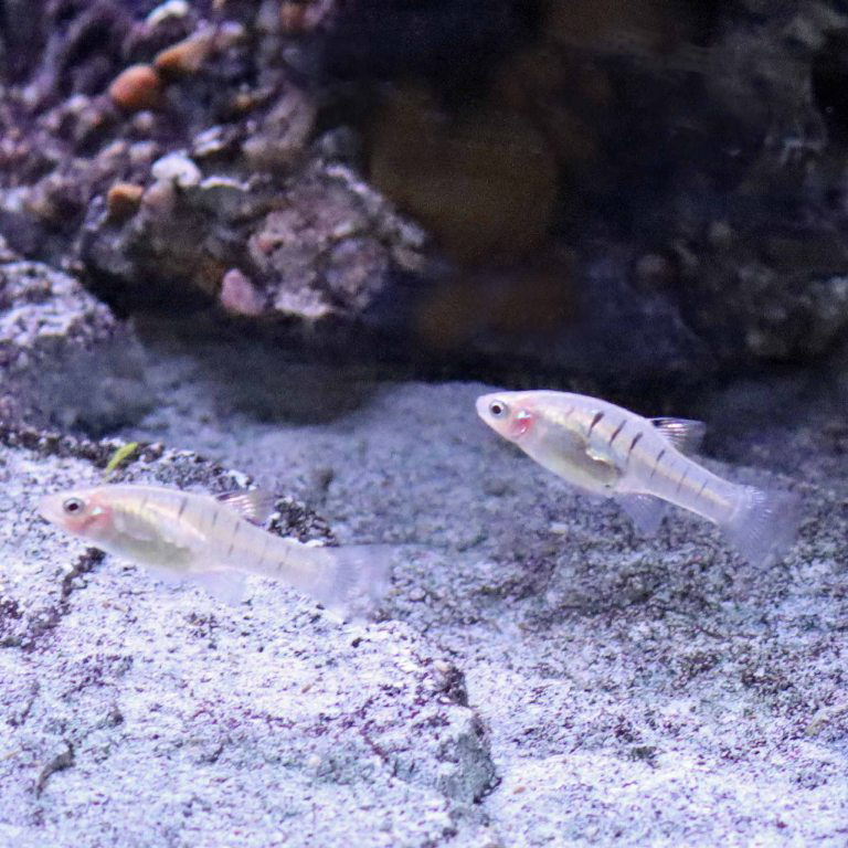Barred Topminnow