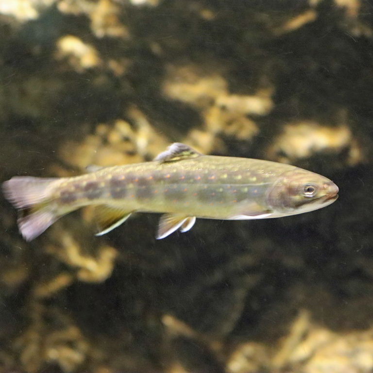 Brook Trout