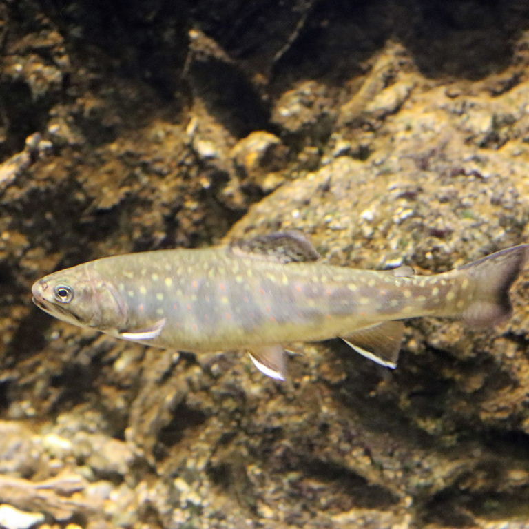 Brook Trout