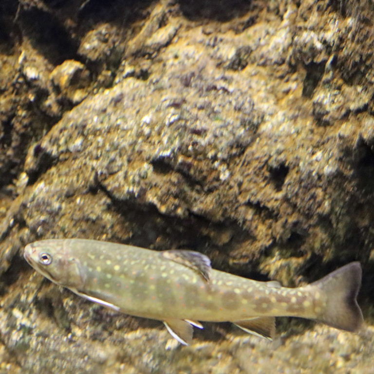Brook Trout
