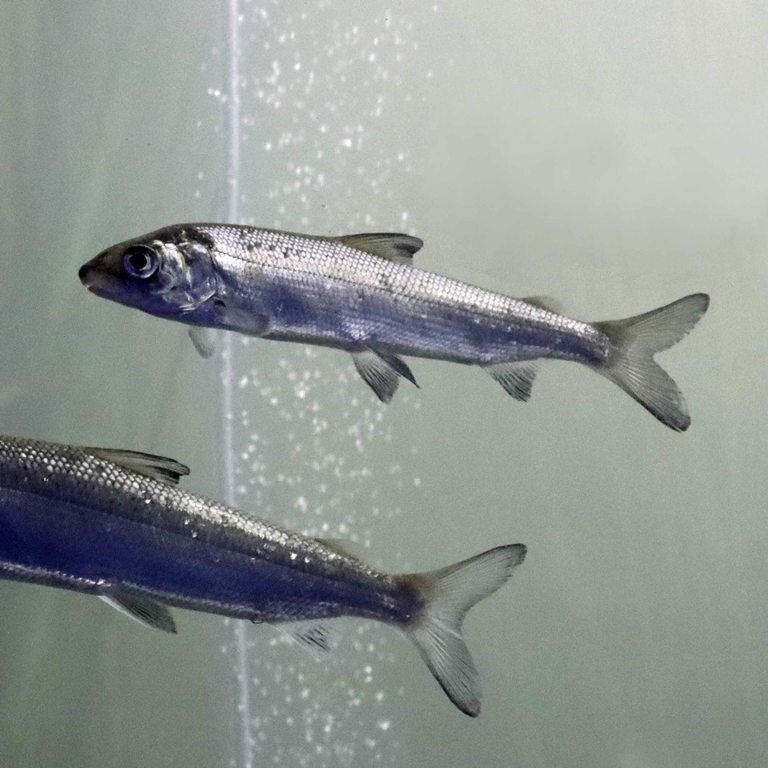 European Whitefish