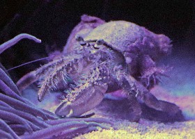 Anemone Hermit Crab