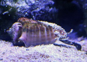 Strawberry or Orangelip Conch