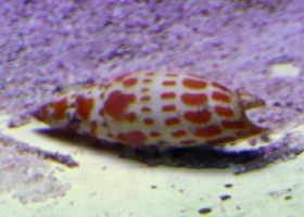 Episcopal Mitre Cone Snail