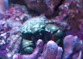 Emerald Crab