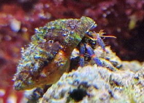 Blue-legged Hermit Crab