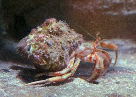 Common Hermit Crab