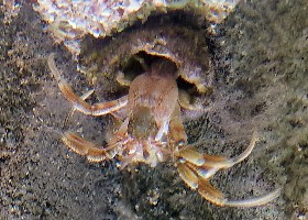 Common Hermit Crab