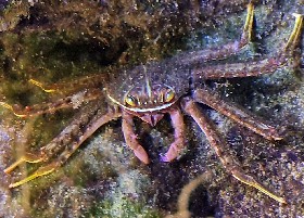 Mangrove Crab