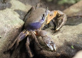 Rainbow Land Crab
