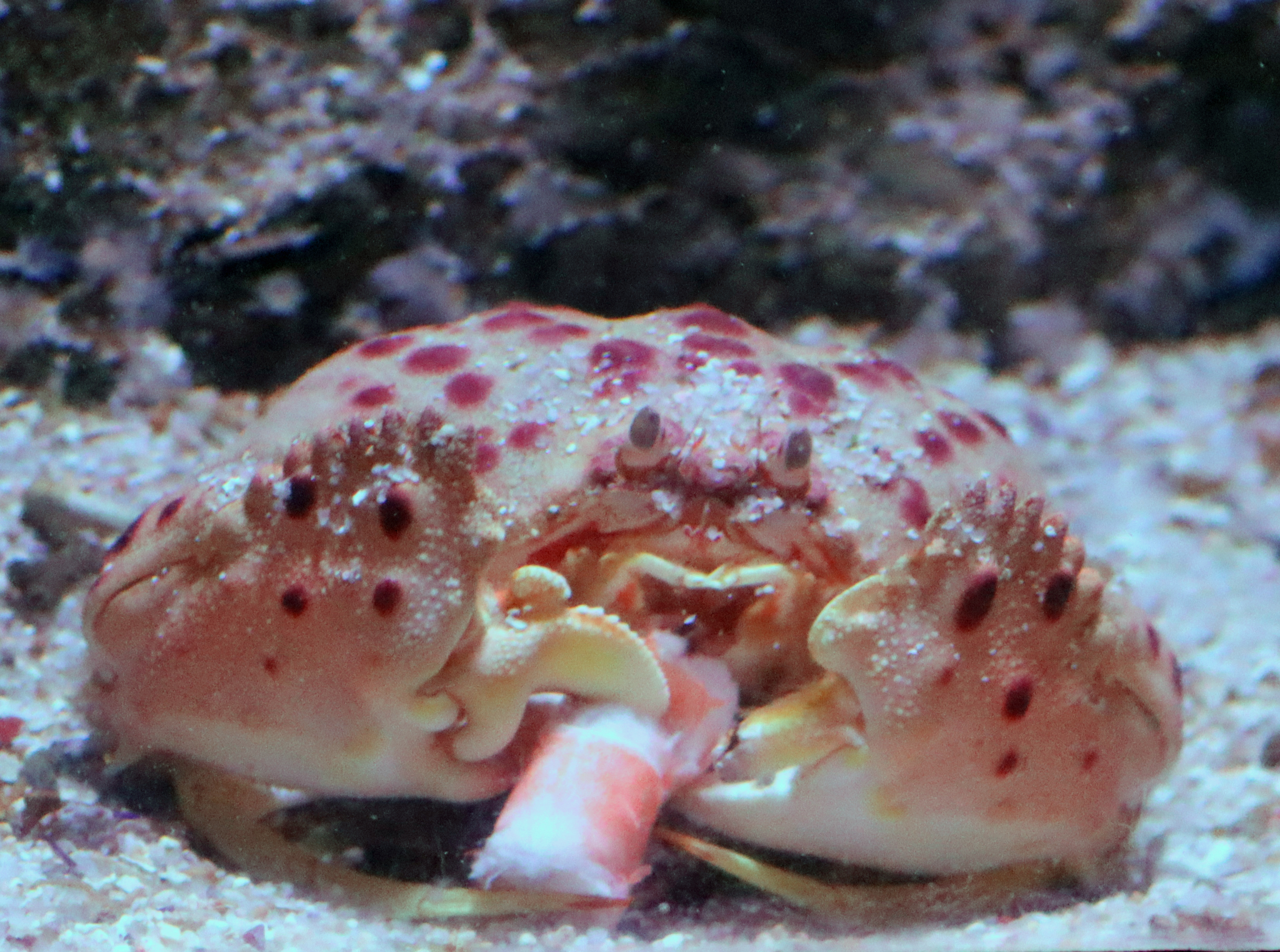 Shamefaced Crab