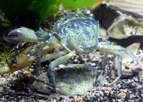 Shore Crab Carcinus maenas