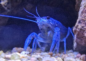 Florida Crayfish