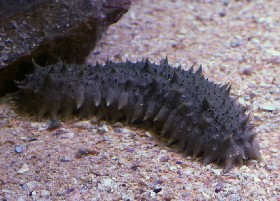 Black-spotted Spiky Sea Cucumber