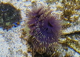 Magnificent Feather Duster worm