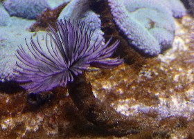 Indian Feather Duster worm