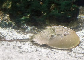 Coastal Horseshoe Crab