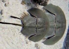 Mangrove Horseshoe Crab