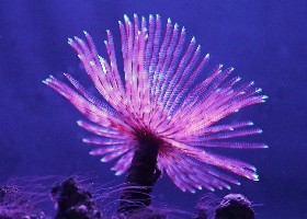 Indian Feather Duster worm