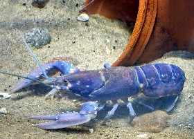 European Lobster