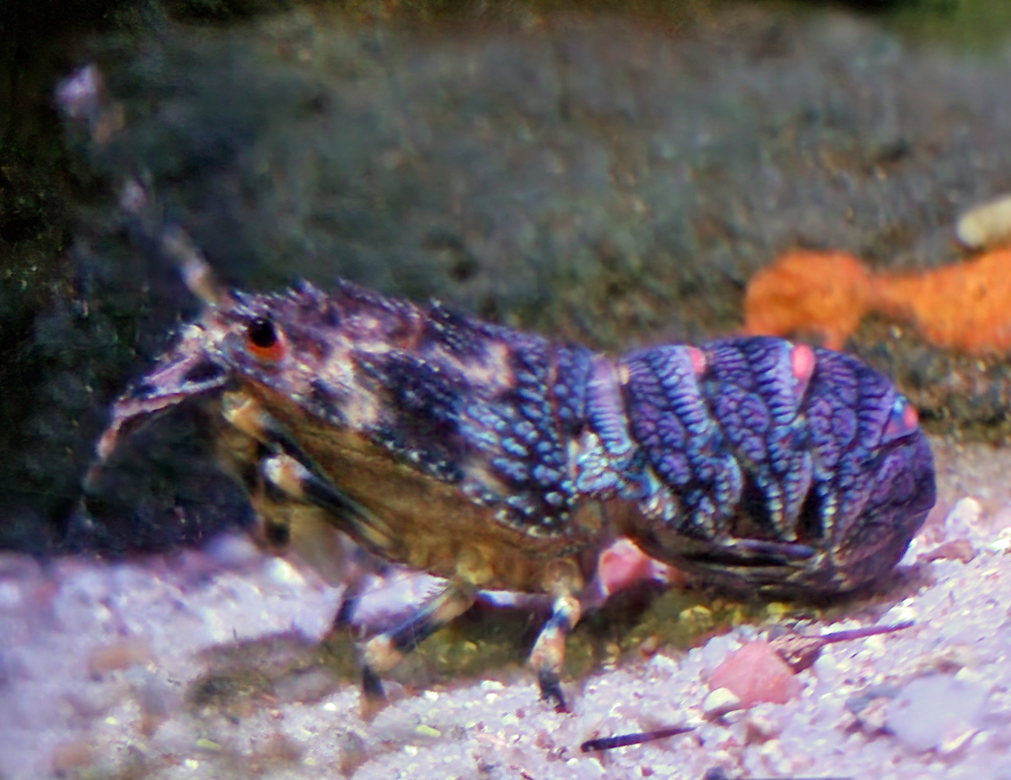 Small European Locust Lobster