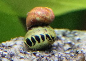 Red Pumpkin and Yellow Tiger Nerite freshwater snails
