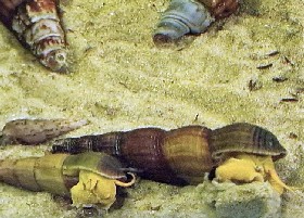 Yellow Poso freshwater Rabbit Snail