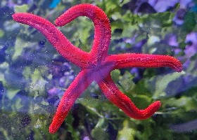 Red Linckia Starfish