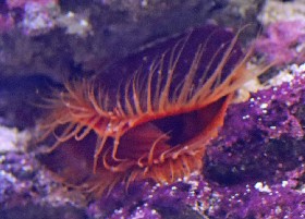 Flame Scallop