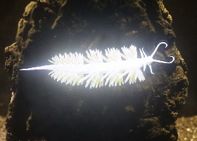 Berghia Stephanie Sea Slug