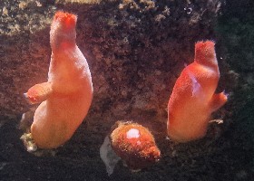 Red Sea Squirt