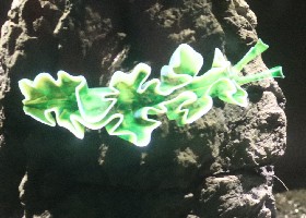 Lettuce Sea Slug