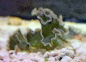 Lettuce Sea Slug