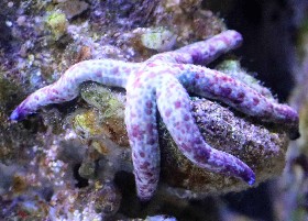 Mottled Linckia Seastar