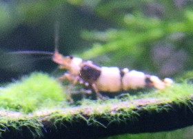 Vampire Blue Gabon Shrimp