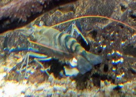 Giant Freshwater Shrimp