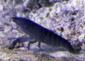 Vampire Blue Gabon Shrimp