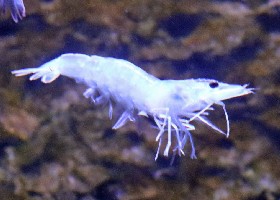 Whiteleg Shrimp