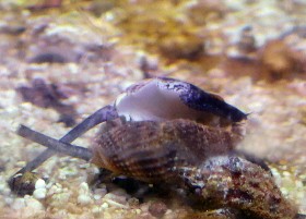 Nassarius Snail