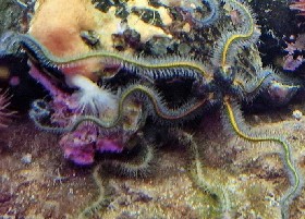 Common Brittle Star