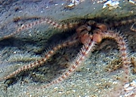Common Brittle Star