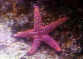 Little Red Star