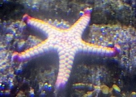 Little Red Star